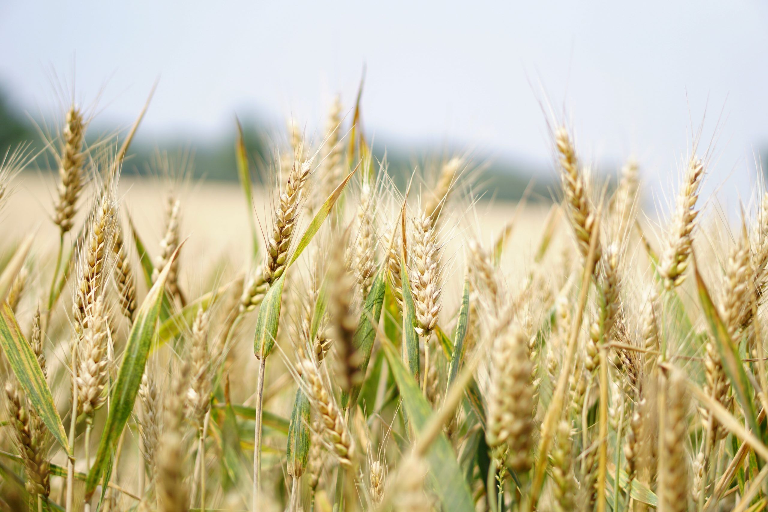 Как австралийская пшеница стала самой востребованной в мире? – Парагро