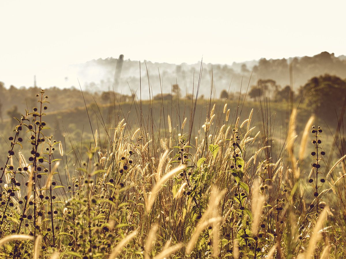 Урожая не будет! Посевы сельхозкультур поросли сорняками в Ивановской области – Парагро