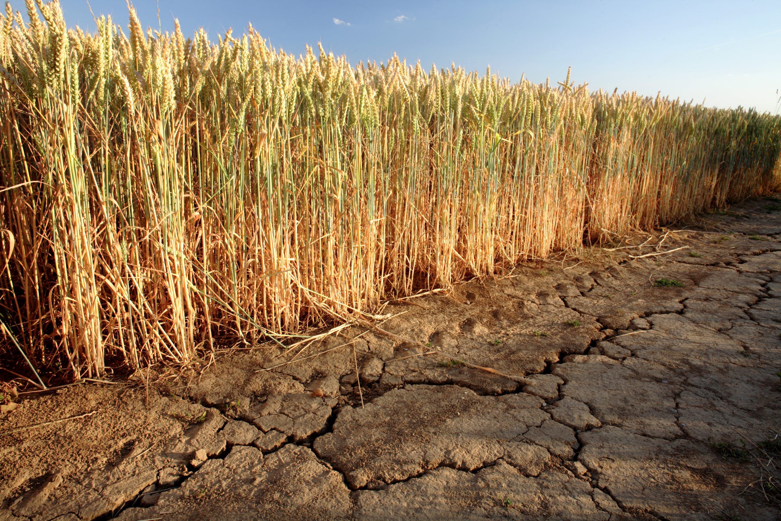 С 11 июля в Новосибирской области вводится режим ЧС из-за засухи – Парагро