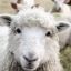 Ставропольский край готовит к выводу новые конкурентные импорту породы овец 
