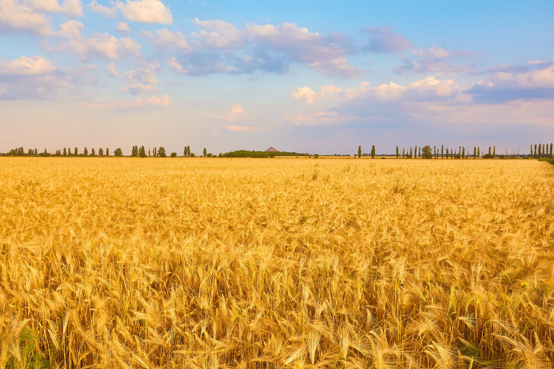 С 1 декабря твердую пшеницу из России вывозить запрещено? – Парагро