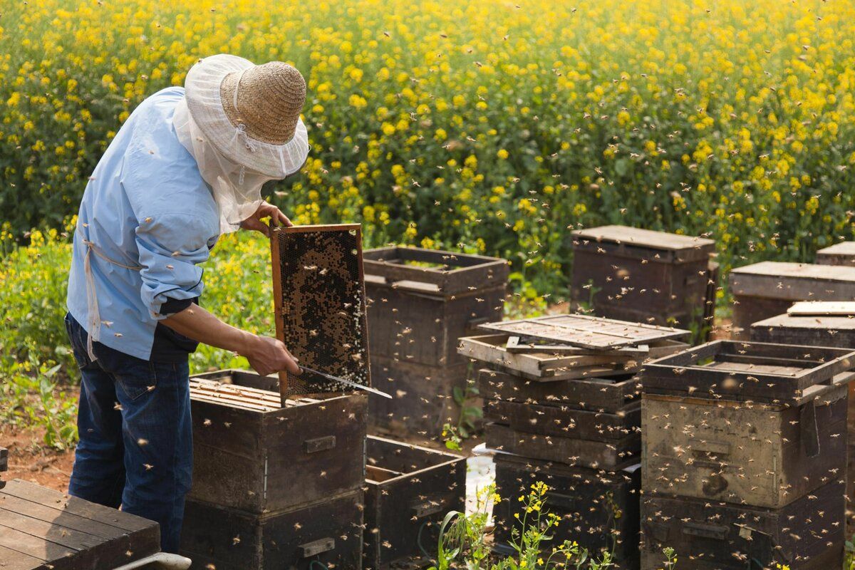 Почему пчеловодство стало не рентабельно? – Парагро