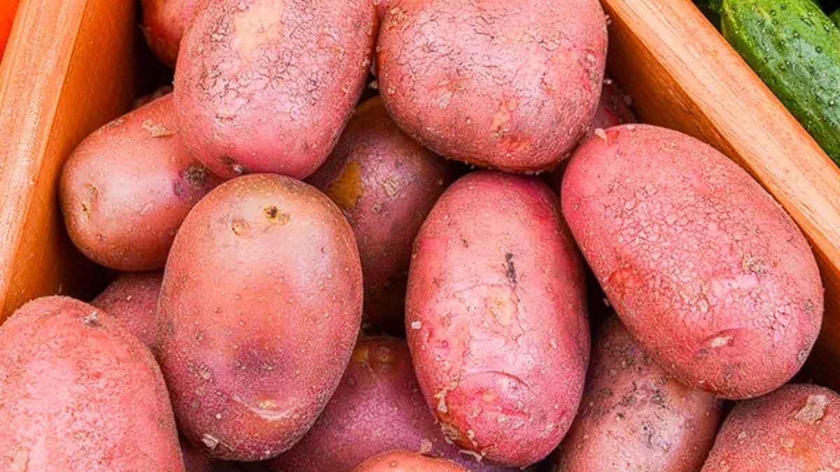 Смешные цены на картофель в России – Парагро