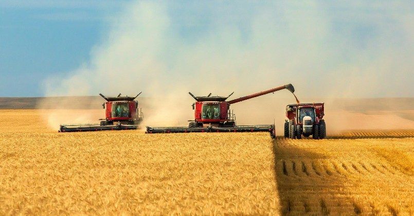 Для пшеницы из России начинают складываться удачные условия  – Парагро