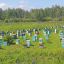 В России погибли 1,5 млн пчелиных семей 