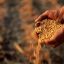 Россия вместе с другими странами планирует новую зерновую сделку
