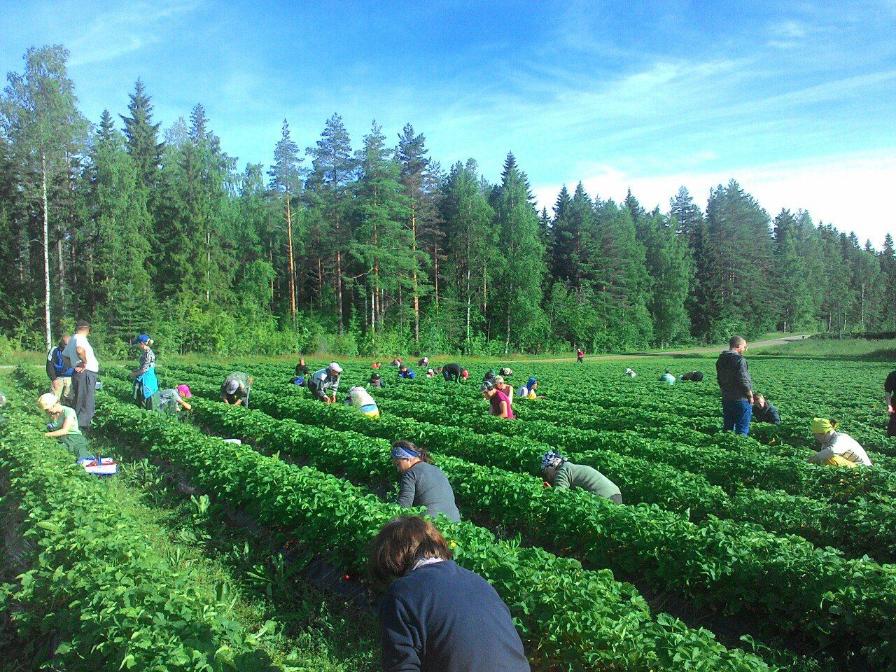 Из-за украинцев в Финляндии на полях гибнет урожай  – Парагро