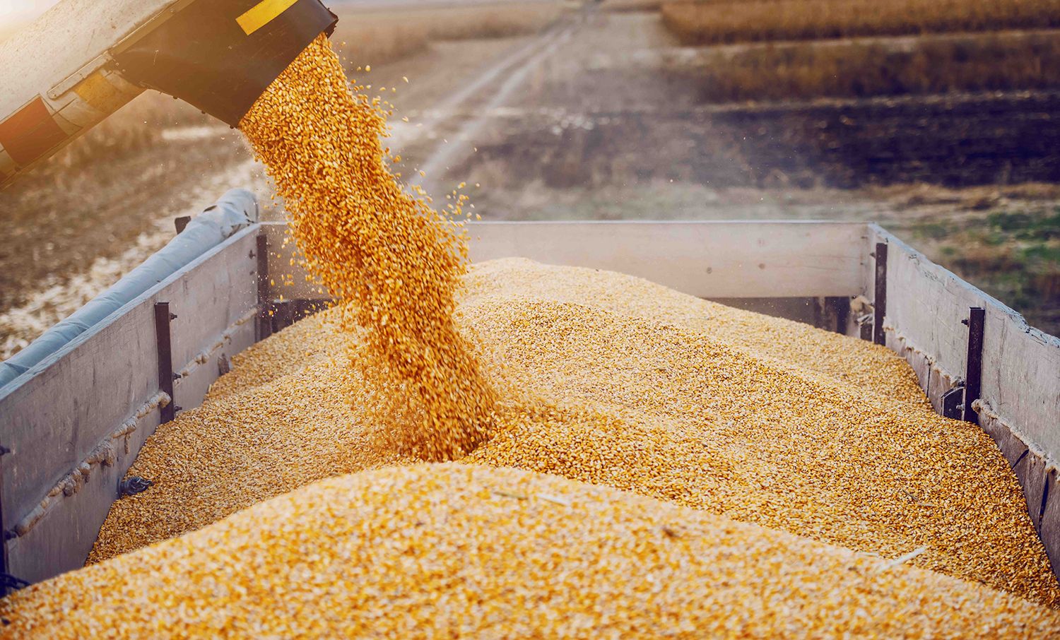 В Польше цены на зерно летят в тартарары – Парагро