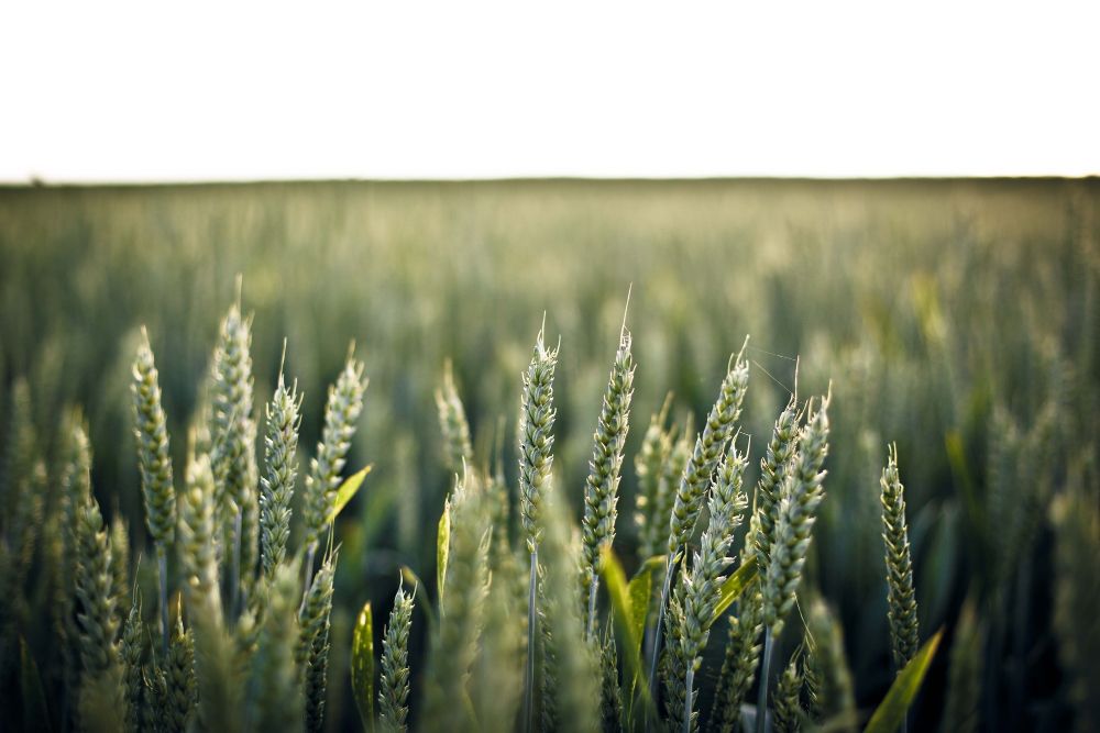 Новые сорта яровой пшеницы будут устойчивы к экстремальным условиям