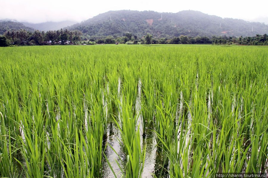 Россия потеряла тысячи тонн самого конкурентоспособного риса в мире – Парагро