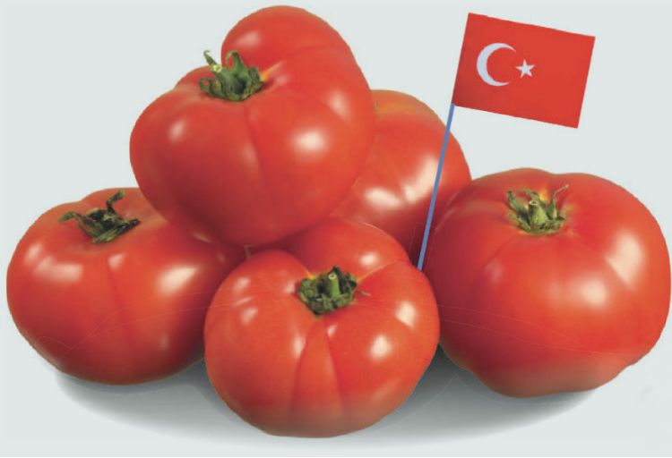 Турецкие помидоры временно могут не ввозить в Россию – Парагро