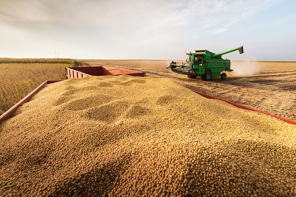 В 2023 году в России ожидается 86 млн тонн урожая пшеницы  – Парагро
