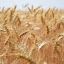 Российская пшеница на мировых рынках подорожала