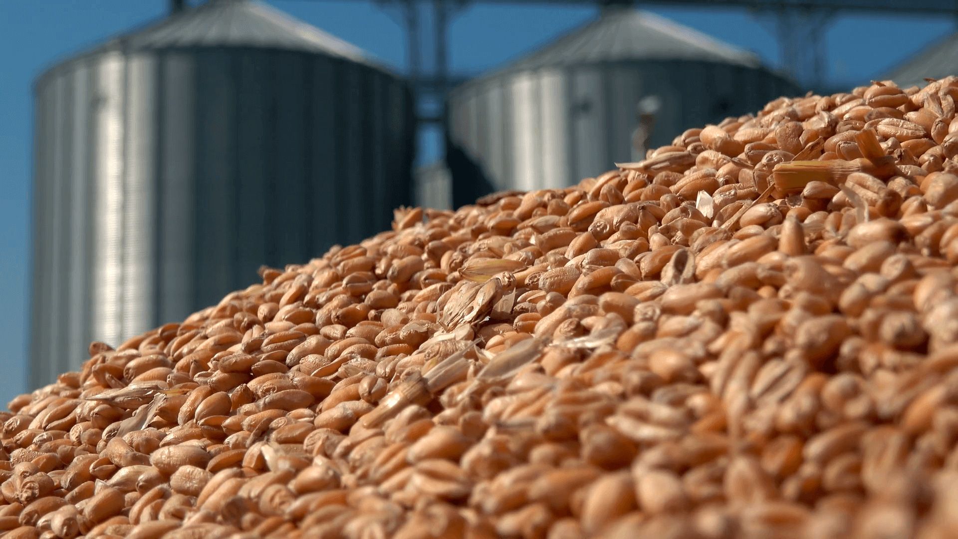 Первые 4,5 тонн зерна сезона 2023 года – Парагро