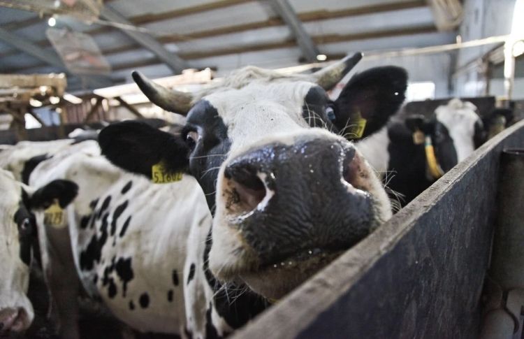 Новые правительственные меры, чтобы коровы не отрыгивали – Парагро