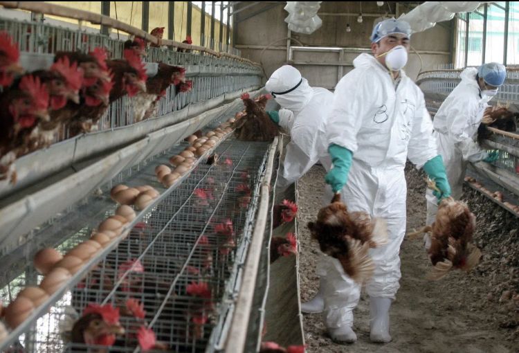 50 млн голов птиц уничтожили в Евросоюзе из-за птичьего гриппа – Парагро