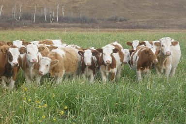 Коров и овец научат меньше выбрасывать метан  – Парагро