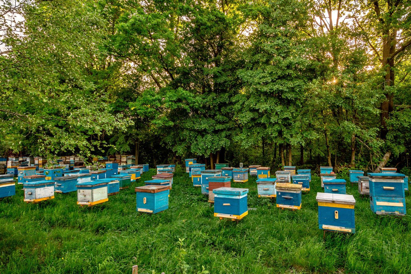 Пчеловодам в итоге помогли или нет? – Парагро