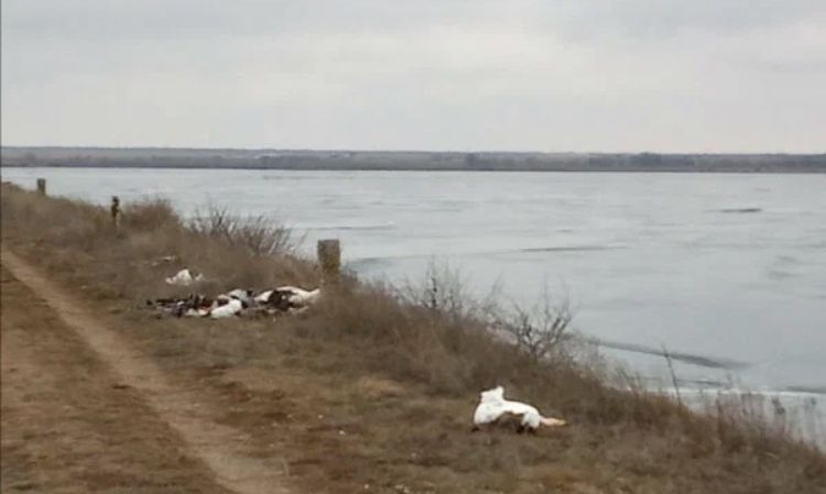 Три тысячи птиц погибли в Ставропольском крае – Парагро