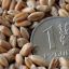 Урожай зерна в Краснодарском крае пока оценивается скромно, а вот ситуация с ценами на экспорт радует