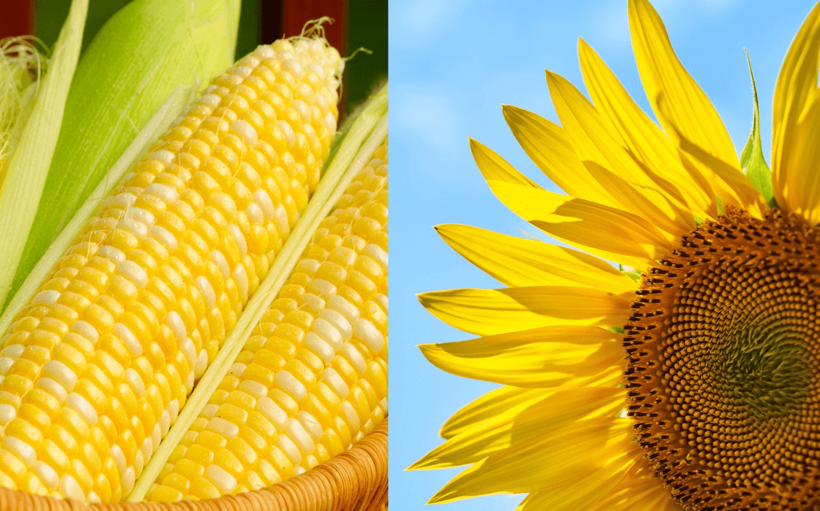 Сохранить ставку НДС для семян подсолнечника и кукурузы в 10% – Парагро
