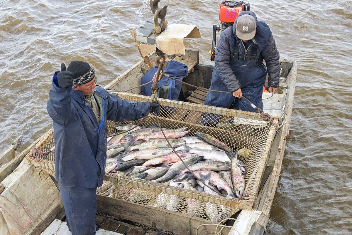 Все рыболовецкие суда в России теперь обязаны оформлять электронные ветсертификаты – Парагро