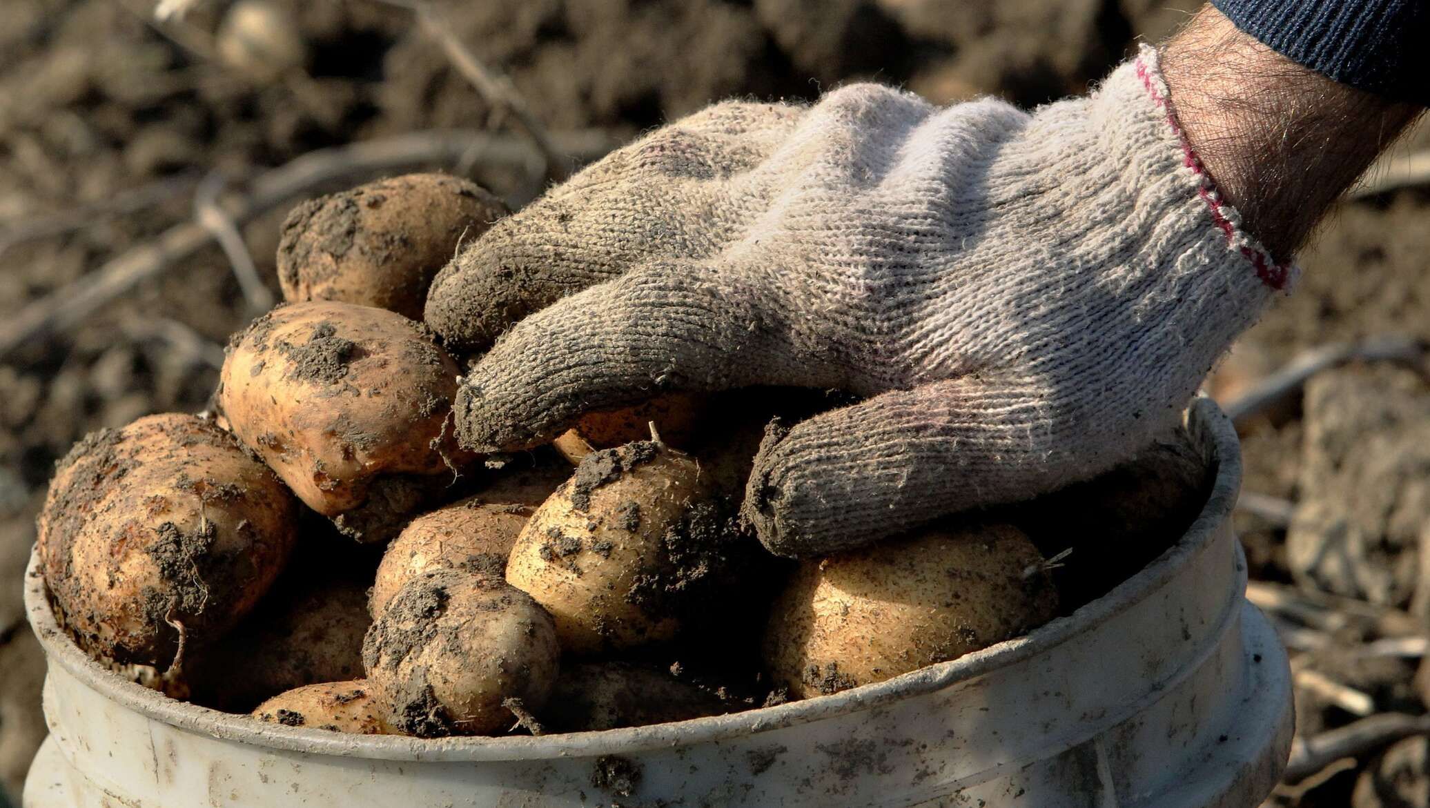 Российские фермеры просят сократить импорт картофеля – Парагро