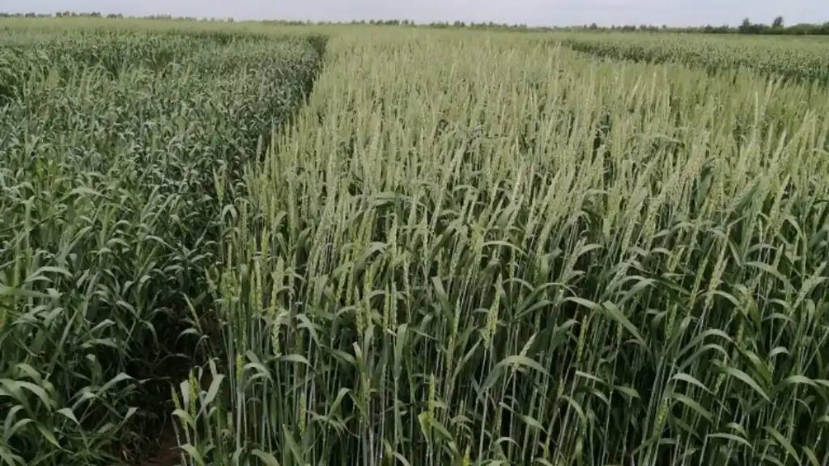 Селекционеры Ульяновского ГАУ создали три новых сорта озимой мягкой пшеницы – Парагро