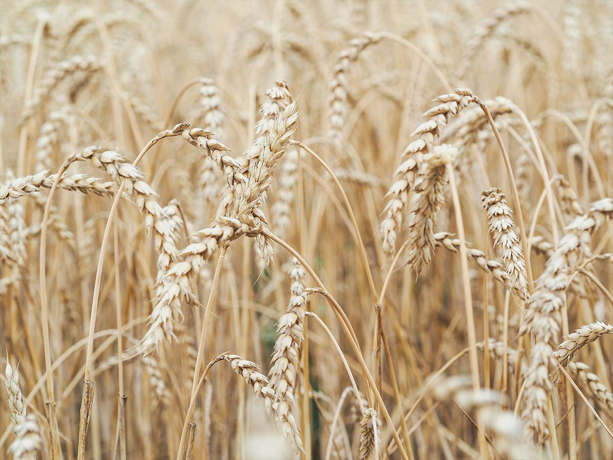 Цена на пшеницу, которая «устроит всех» – Парагро