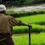 Вьетнам планирует занять рисовый рынок. Лидер отрасли Индия- сдала позиции