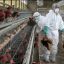 50 млн голов птиц уничтожили в Евросоюзе из-за птичьего гриппа