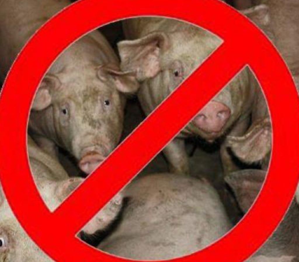 Африканская чума свиней обнаружена на Кубани – Парагро