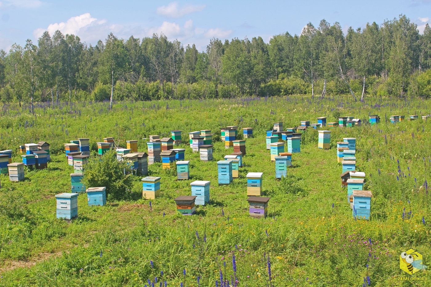 В России погибли 1,5 млн пчелиных семей – Парагро