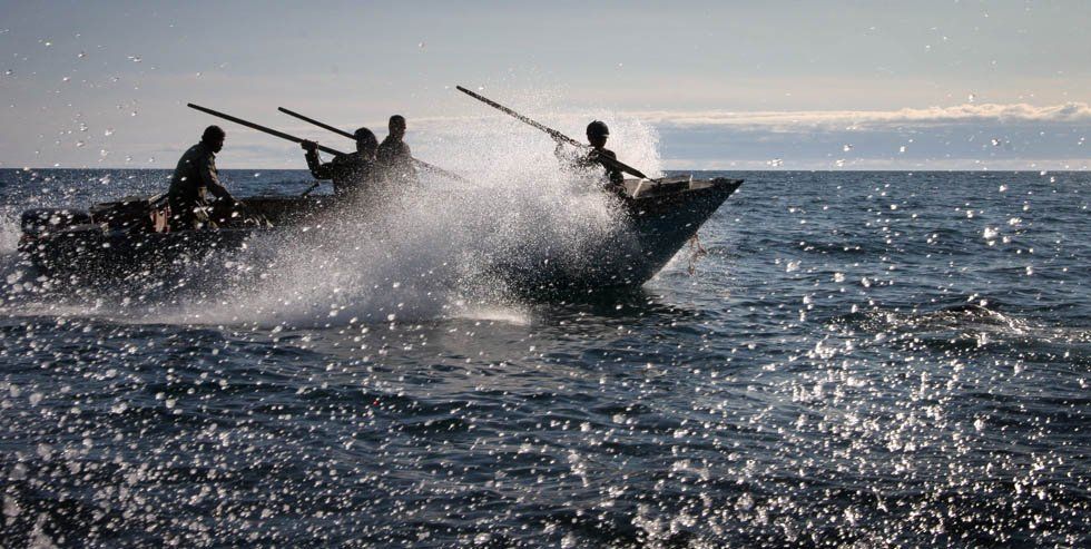Продукцию морского зверобойного промысла хотят отнести к сельскохозяйственной – Парагро