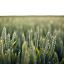 Новые сорта яровой пшеницы будут устойчивы к экстремальным условиям, утверждают ученые