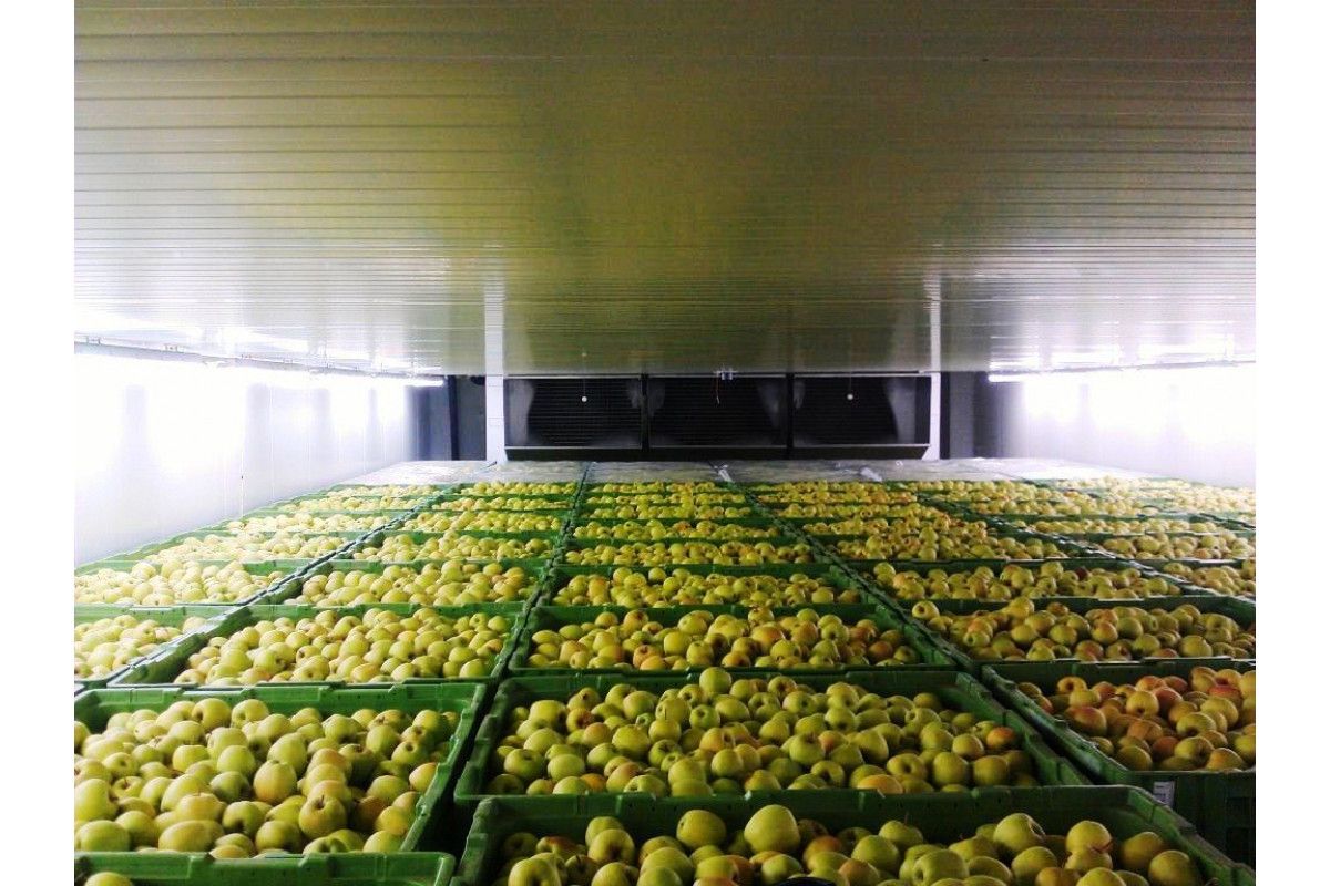 В России запускают умную систему контроля условий хранения овощей – Парагро