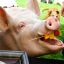 Российским свиноводам разрешили импортировать свинину в Китай