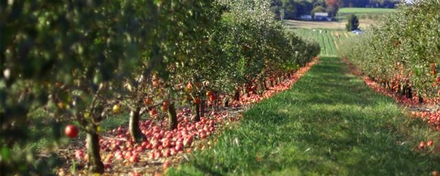 Аграрии Молдавии не знают куда деть яблоки, раньше их скупала Россия – Парагро