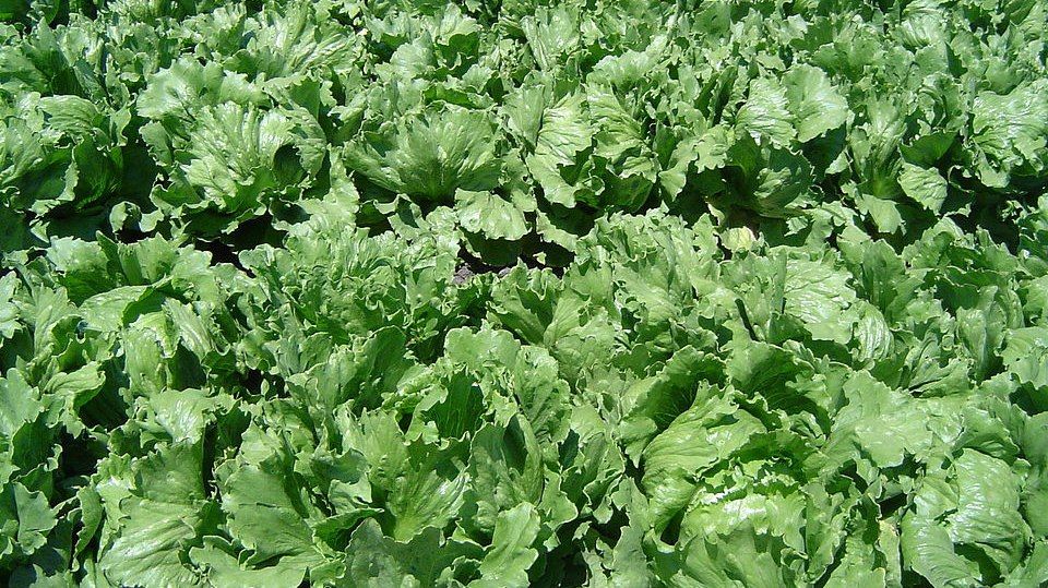 В Краснодарском крае открыли новый комплекс по выращиванию салатов – Парагро
