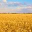 С 1 декабря твердую пшеницу из России вывозить запрещено?