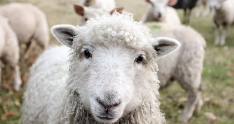 Выявлены очаги оспы овец и коз – Парагро