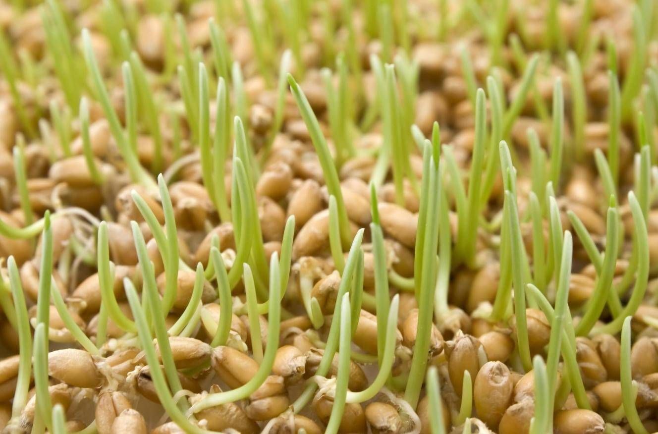 В России появилась экспериментальная фиолетовая пшеница – Парагро