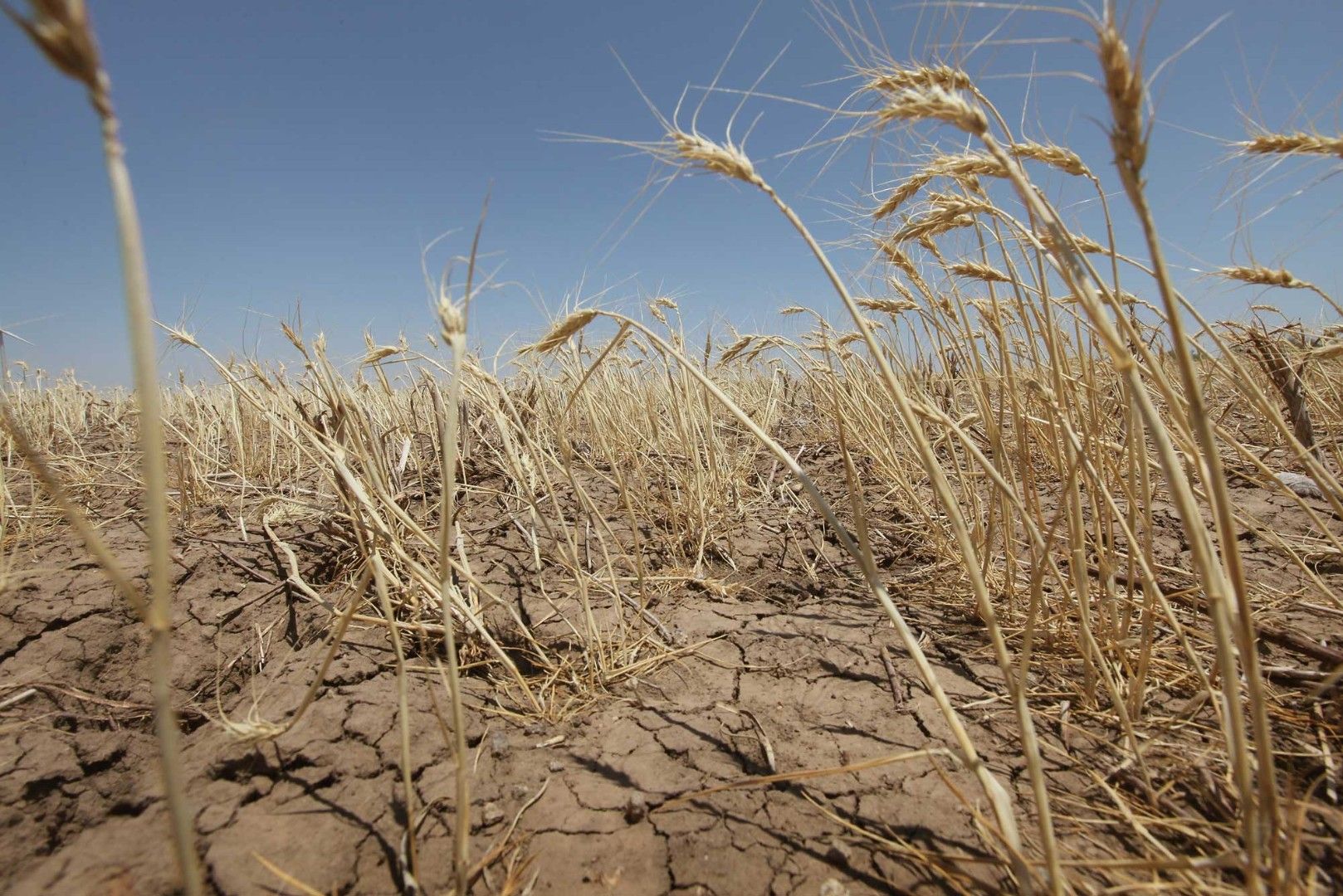 Засуха охватила донские земли– Парагро