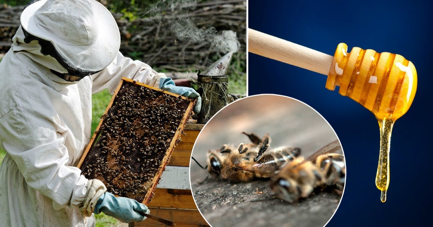 Пчеловод выиграл суд у агрария – Парагро