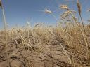 Засуха охватила донские земли