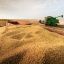 Выше среднего. Запасы пшеницы в России на 1 апреля составили 27,5 млн тонн