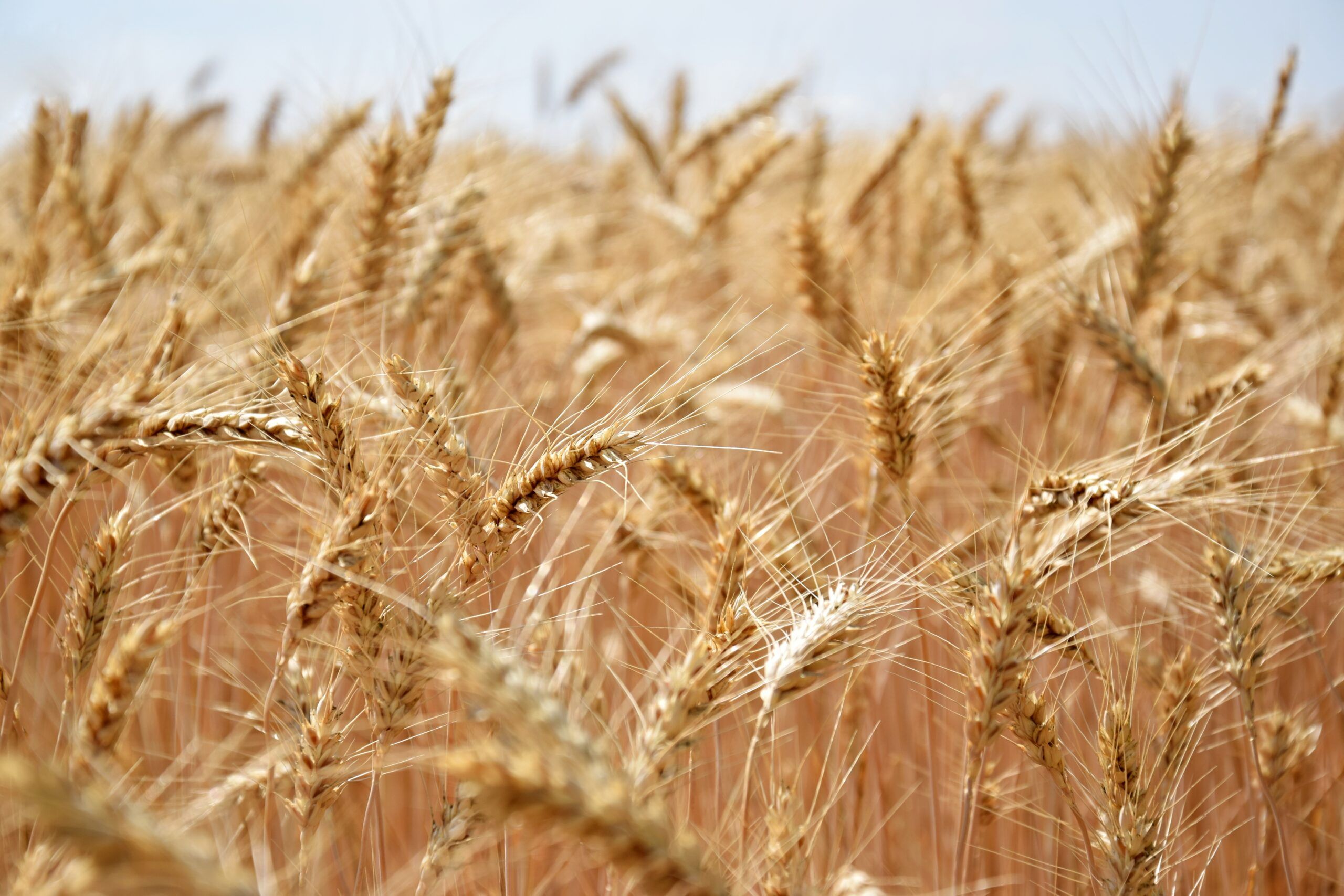 Российская пшеница на мировых рынках подорожала – Парагро