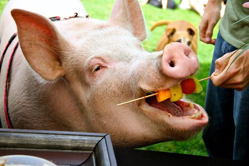 Российским свиноводам разрешили импортировать свинину в Китай– Парагро