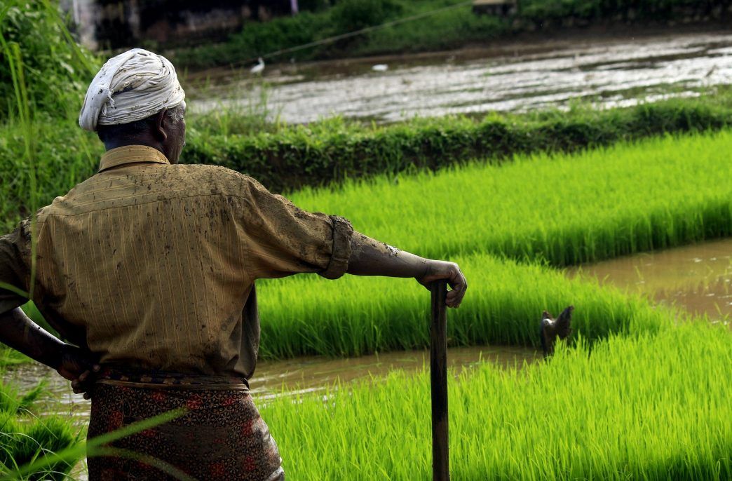 Вьетнам планирует занять рисовый рынок. Лидер отрасли Индия- сдала позиции – Парагро