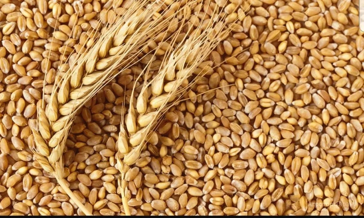 Украина хочет судиться с теми, кто запрещает импорт ее зерна – Парагро